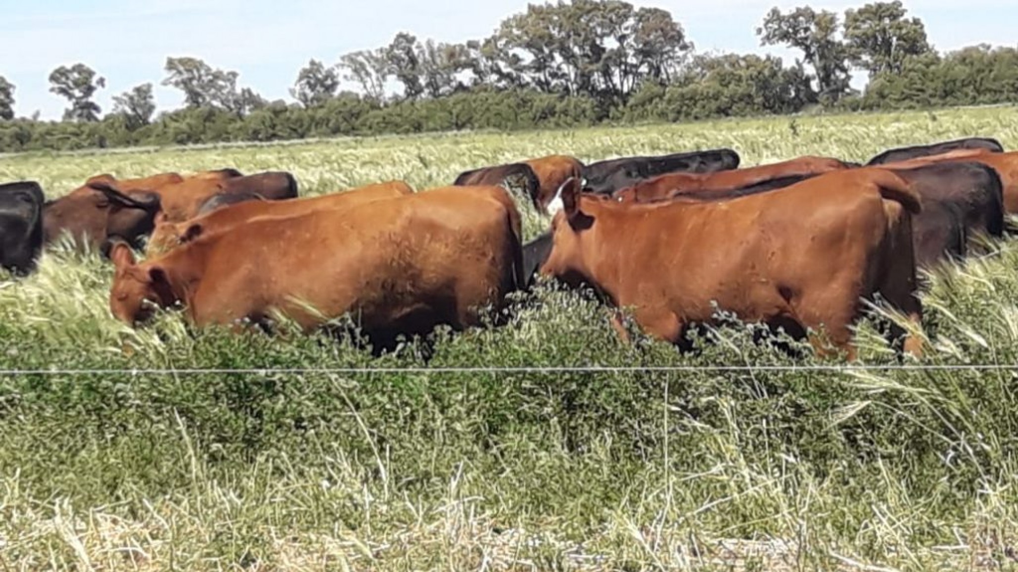 Cómo prevenir intoxicaciones con cornezuelo